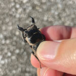 真冬もクワガタ採集