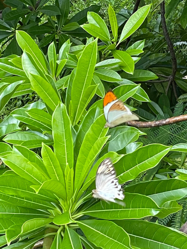 沖縄のチョウ