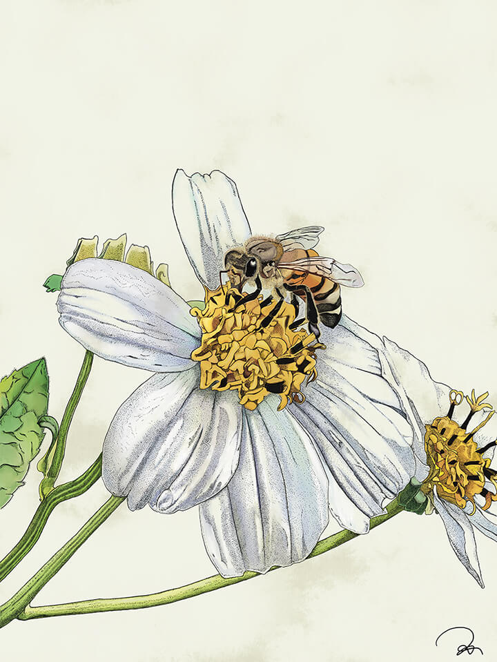 セイヨウミツバチの細密画