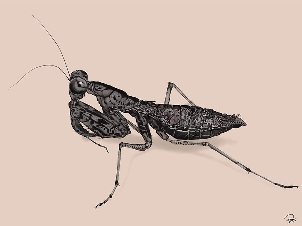 ヒナカマキリの細密画