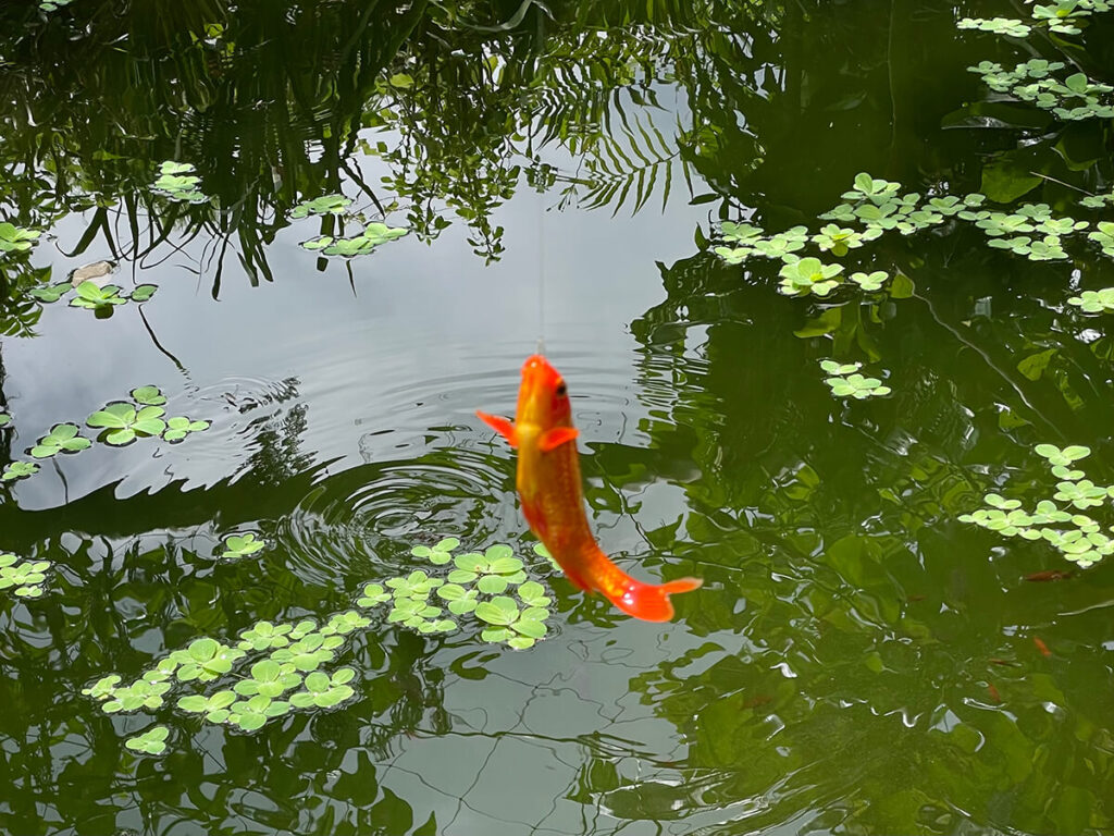 釣れた