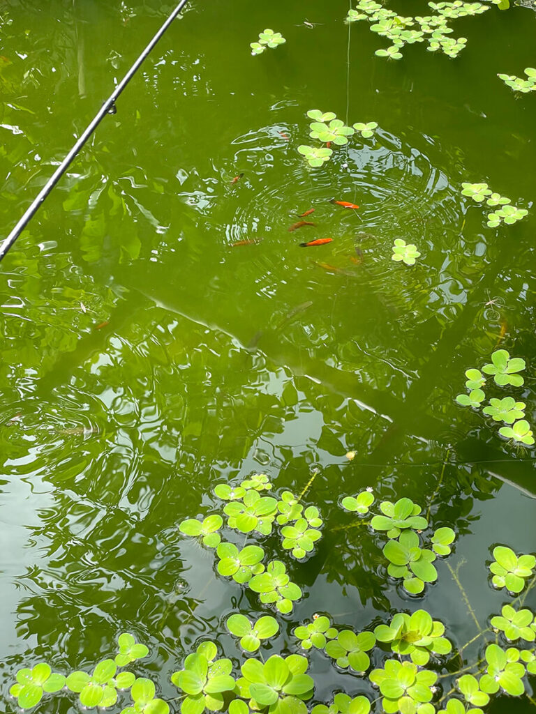 魚の様子