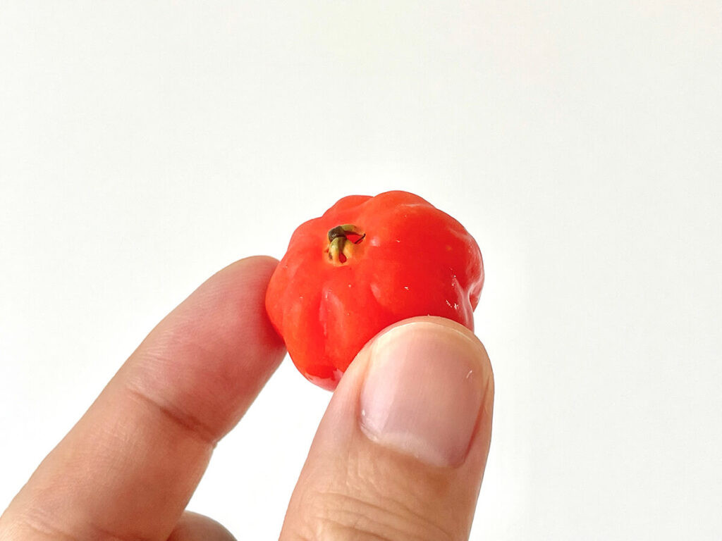 ピタンガ