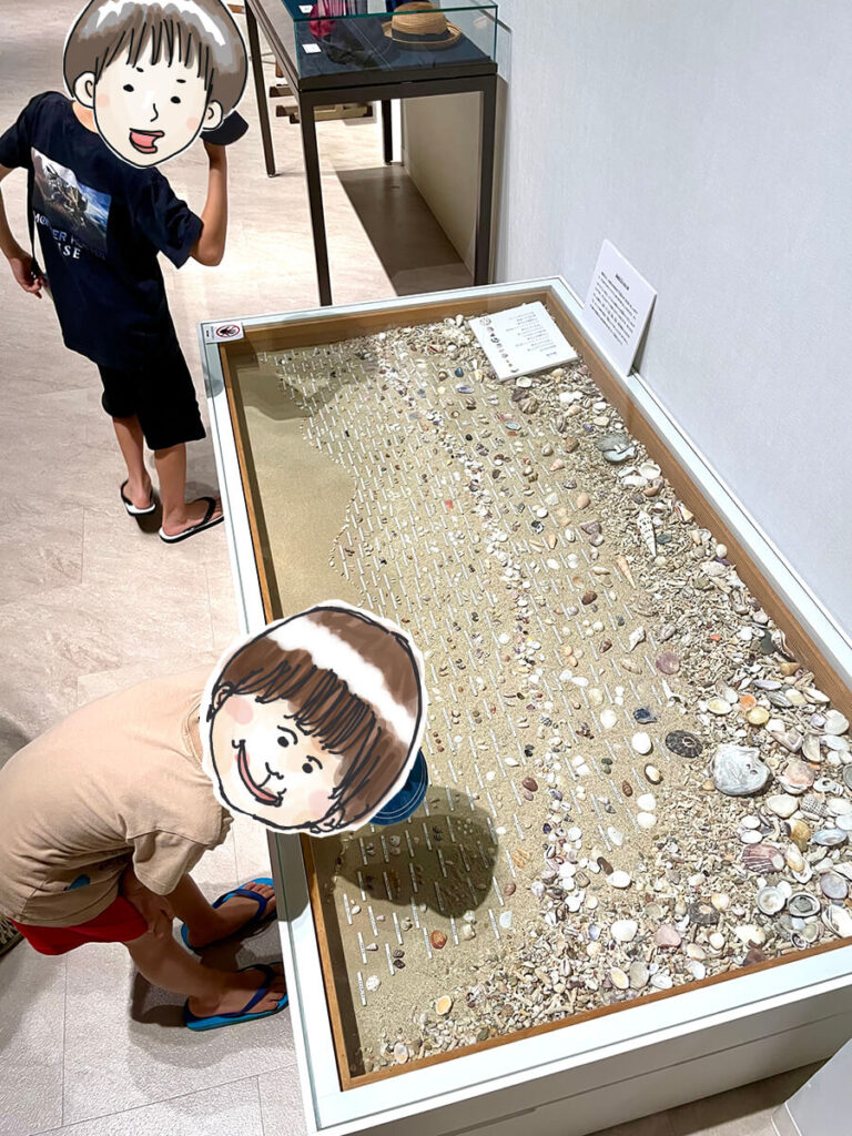 貝の展示