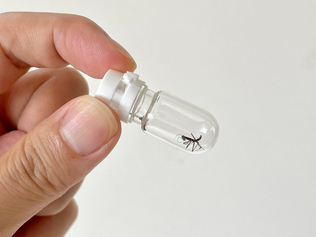 カマキリの幼体をいれる