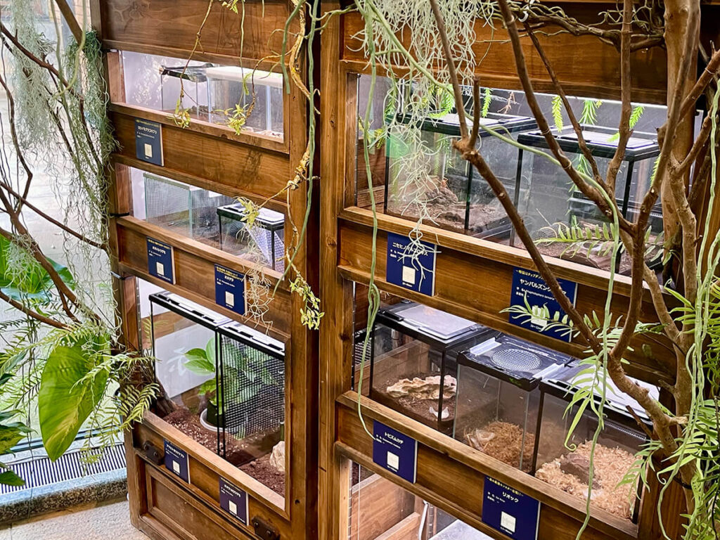 奇虫の展示
