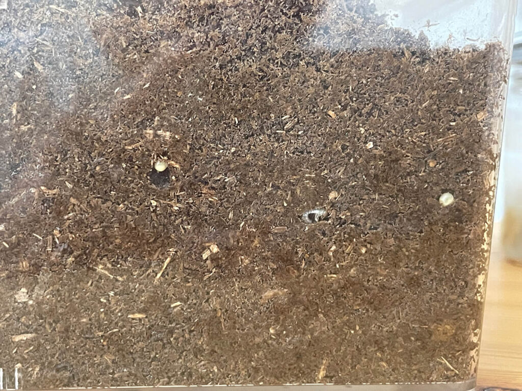 オキナワヒラタの卵、初令幼虫