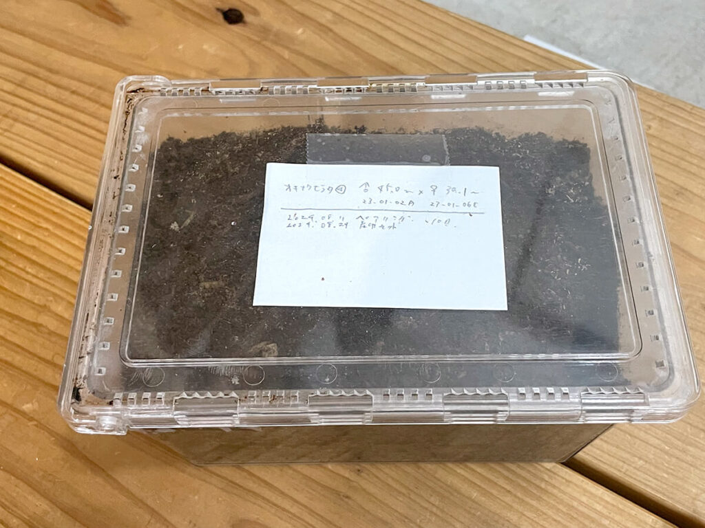 24年オキナワヒラタ産卵セット