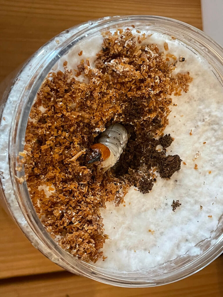 菌糸ボトル