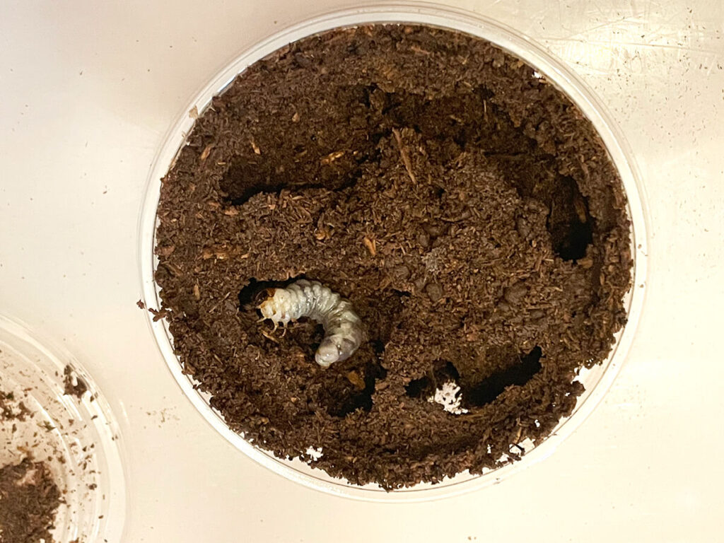 プリンカップ飼育