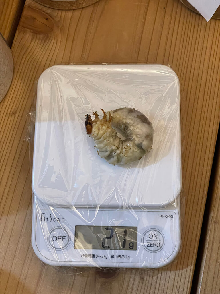 21グラムの幼虫