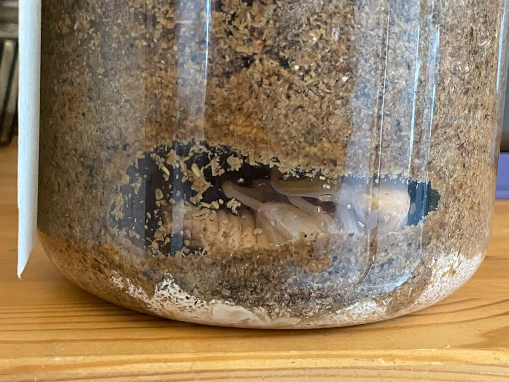 オキナワヒラタのサナギ