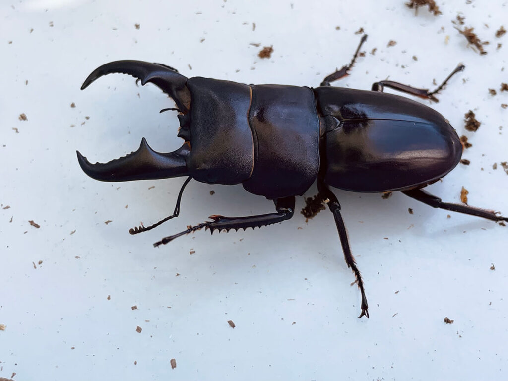 オキナワヒラタクワガタ