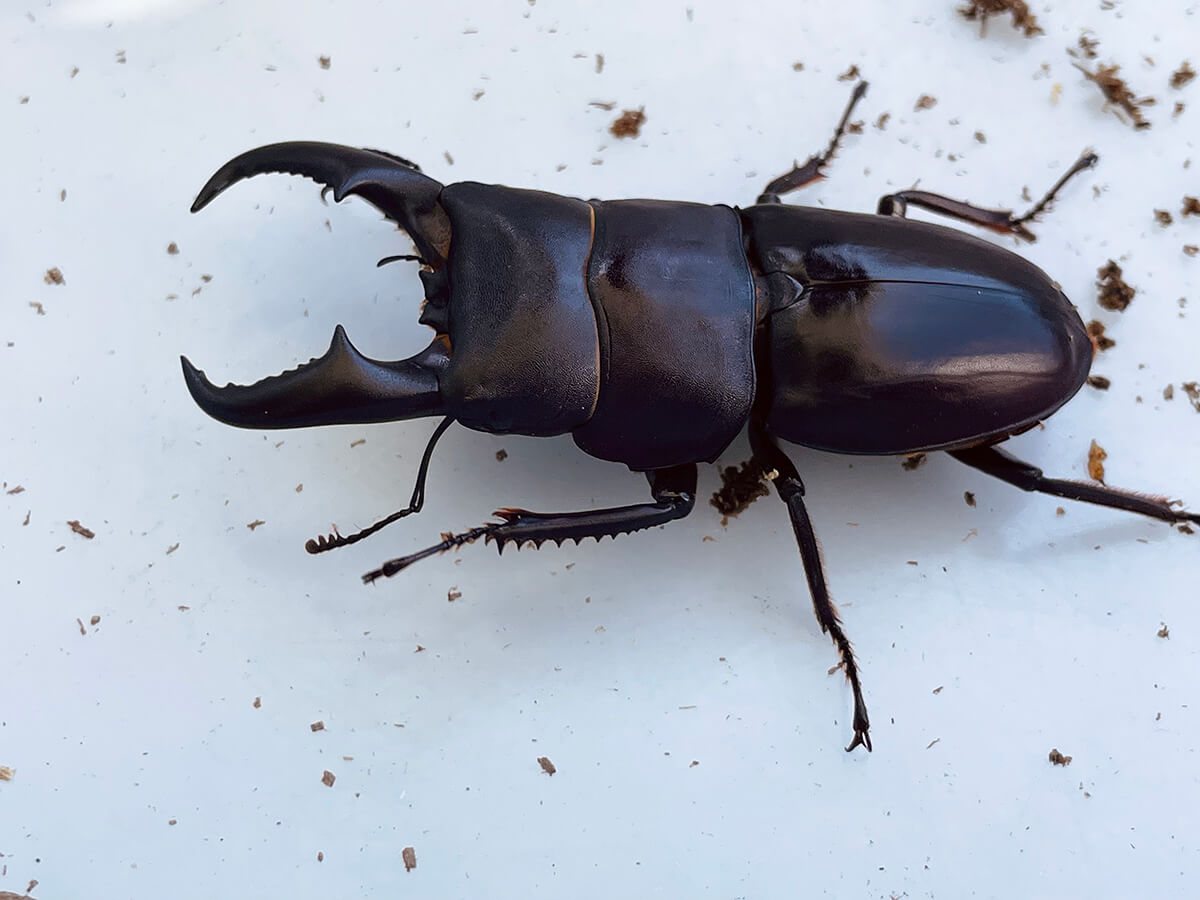 nontaビカク 3種セット EXP前葉体、シュプール、パトラガーデン#1 nontaビカク 3種セット EXP前葉体、シュプール、パトラガーデン