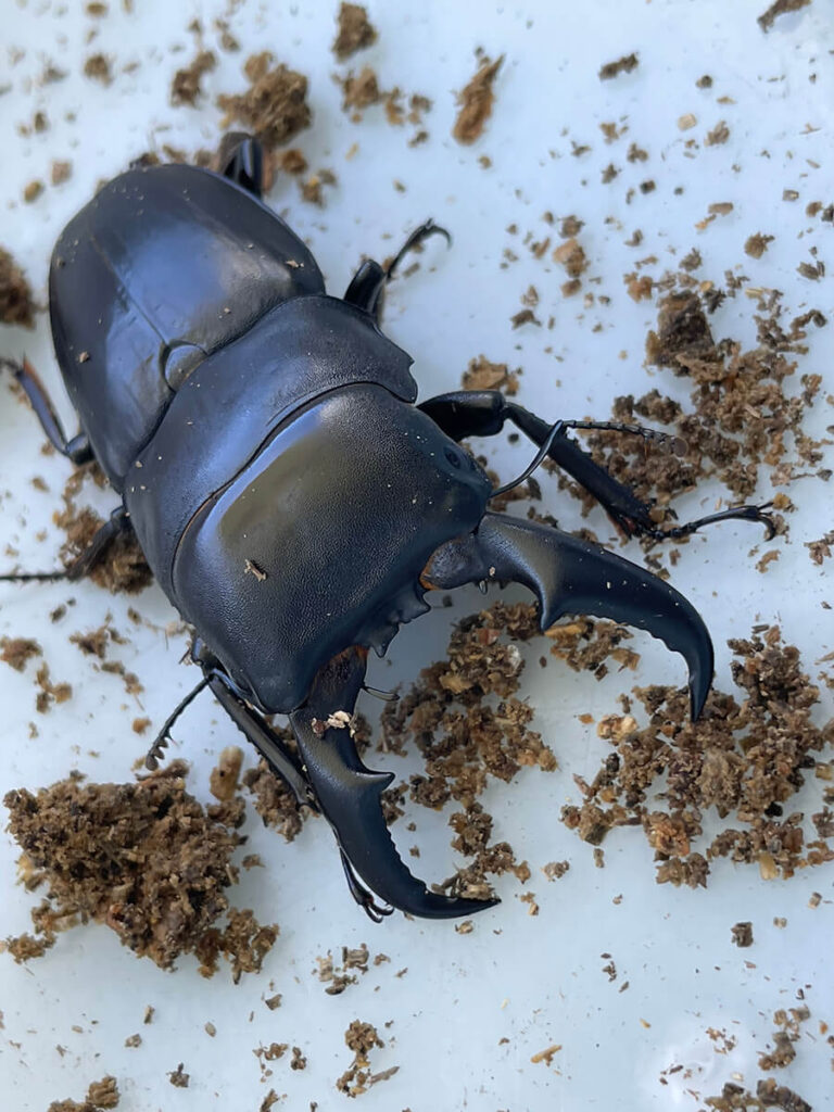 オキナワヒラタクワガタ大型個体