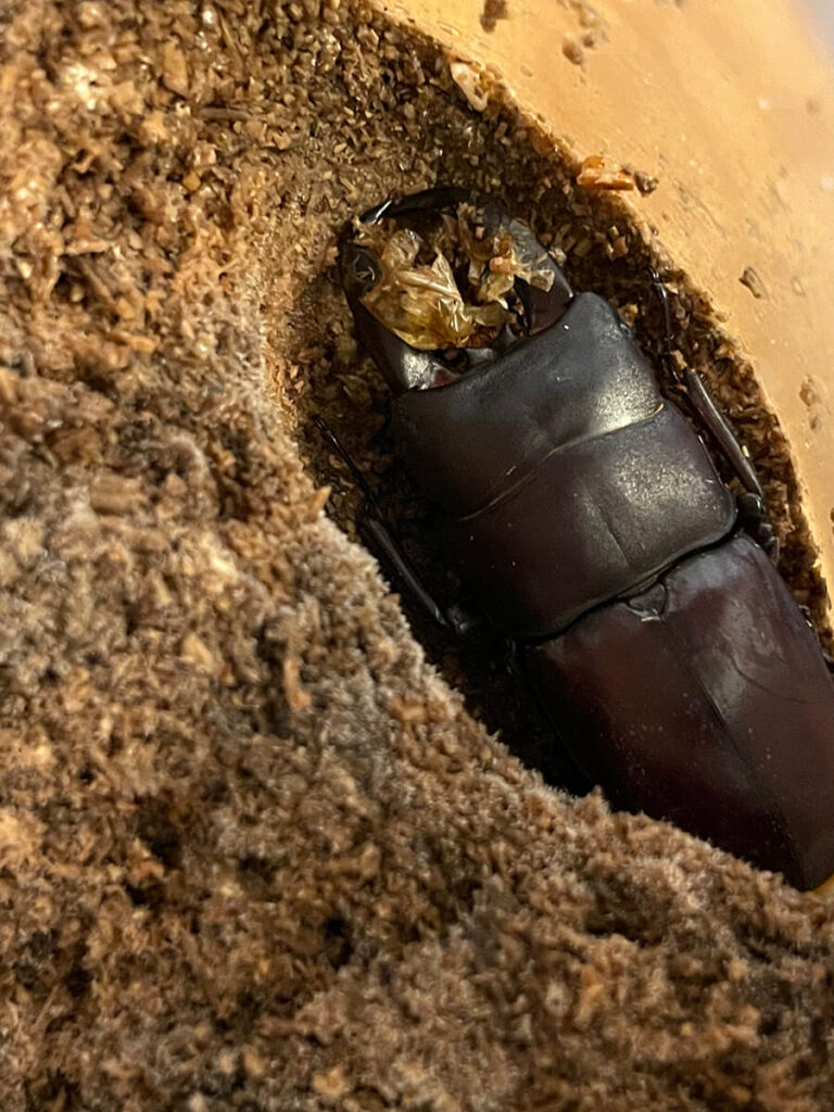 オキナワヒラタ羽化