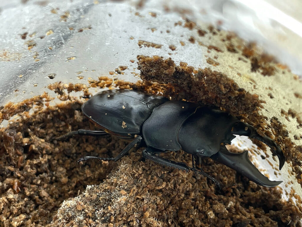 オキナワヒラタ掘り出し