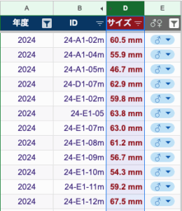 2025年のオキナワヒラタのオスサイズ一覧