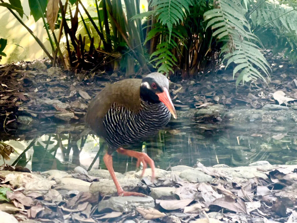 ヤンバルクイナ