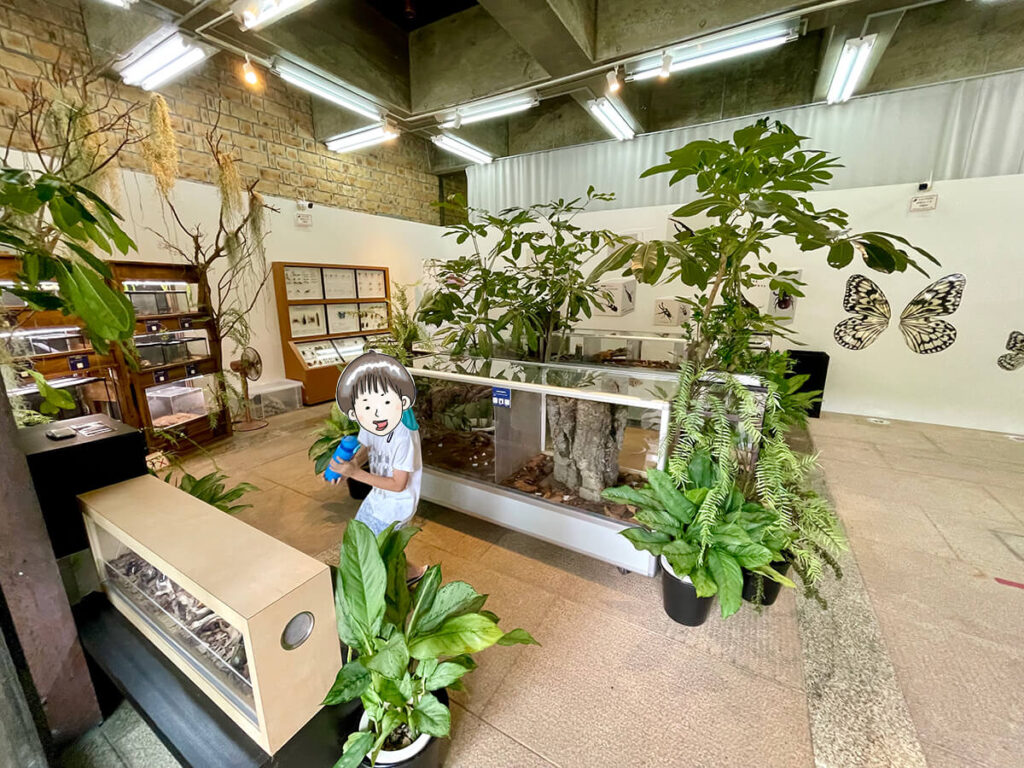 昆虫展示