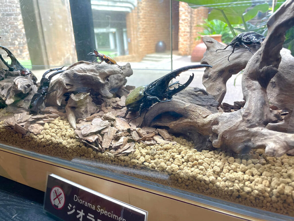 昆虫ジオラマ