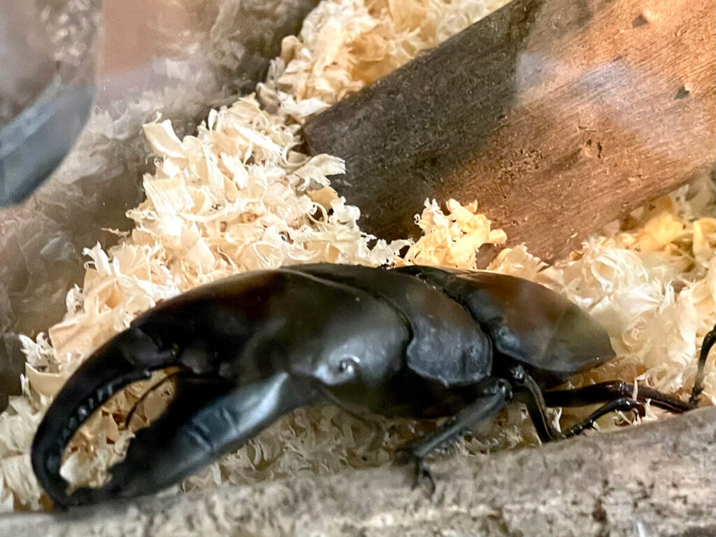 スマトラオオヒラタクワガタ