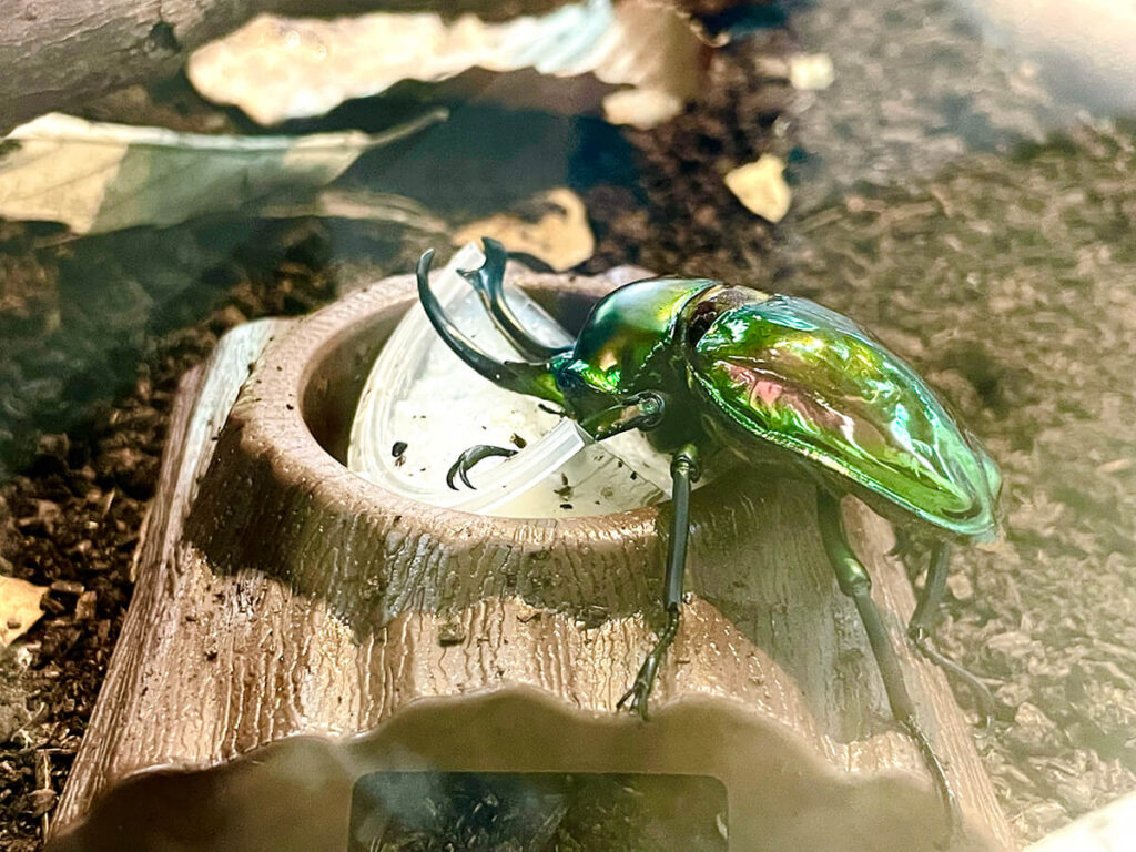 ニジイロクワガタ