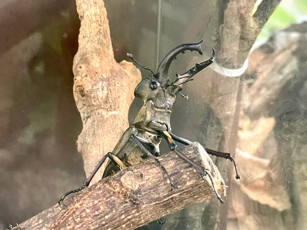 ミヤマクワガタ