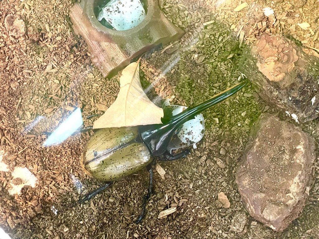 ヘラクレスオオカブト
