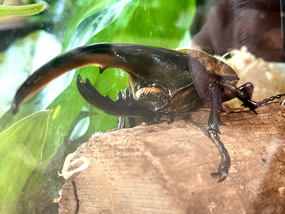 世界のカブトムシ・クワガタみてきた！海洋博公園 熱帯ドリームセンター