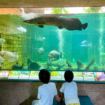 熱帯ドリームセンターでピラルクをみた