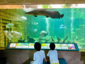 熱帯ドリームセンターでピラルクをみた