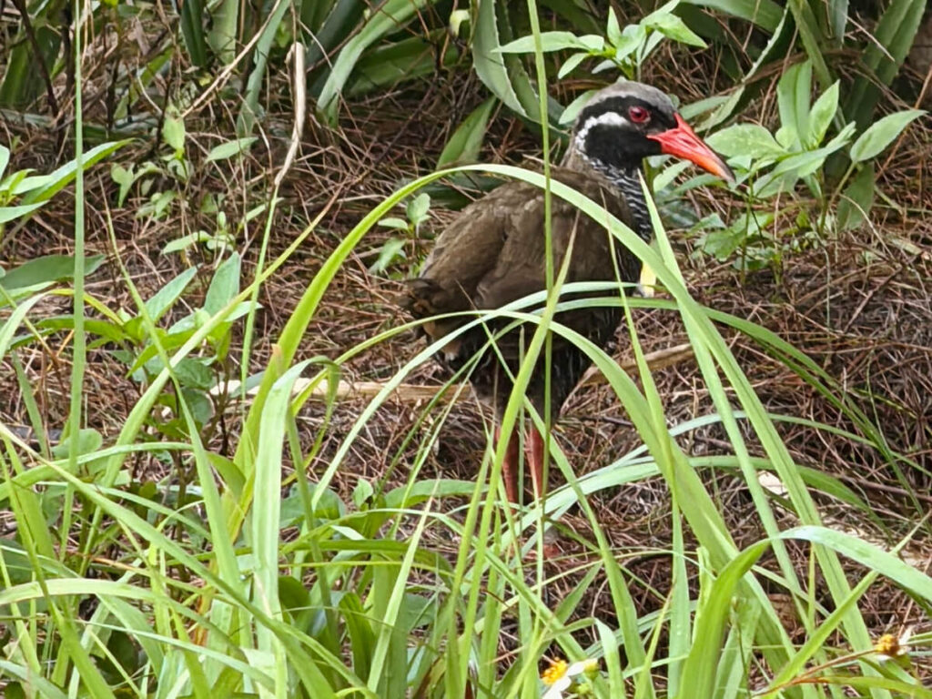 ヤンバルクイナ