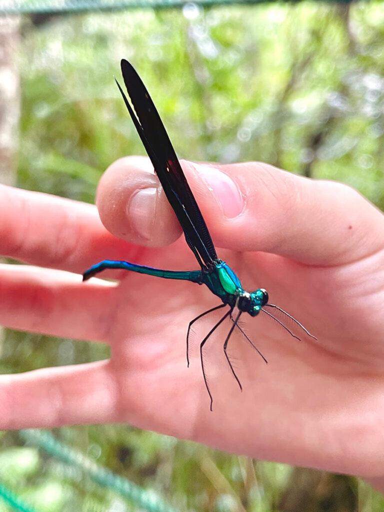 リュウキュウハグロトンボ
