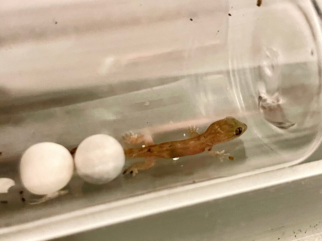 孵化したヤモリ