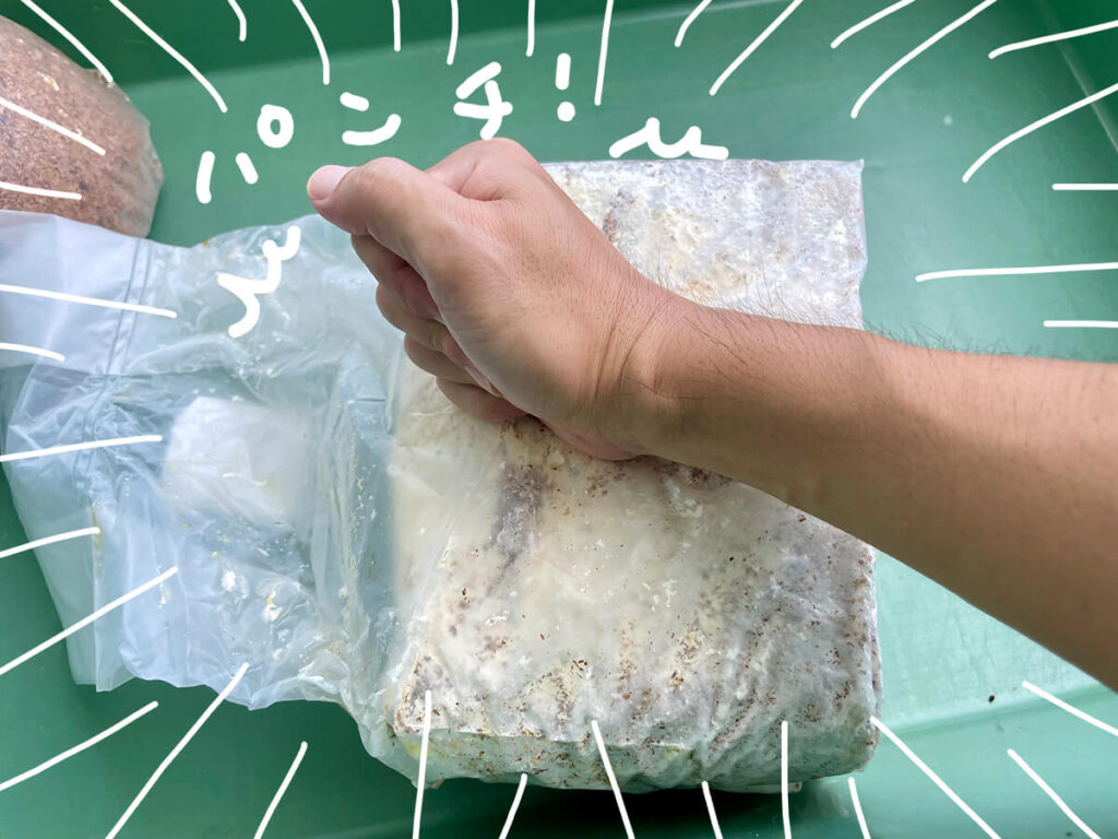 菌糸ブロックをパンチ