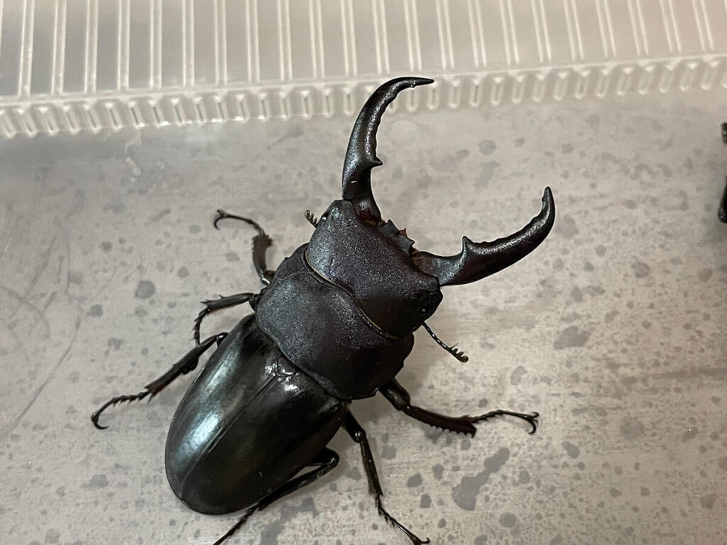 オキナワヒラタクワガタ