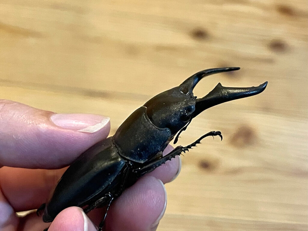 大型オキナワヒラタ