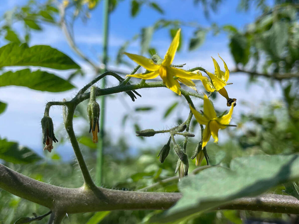 ミニトマトの花