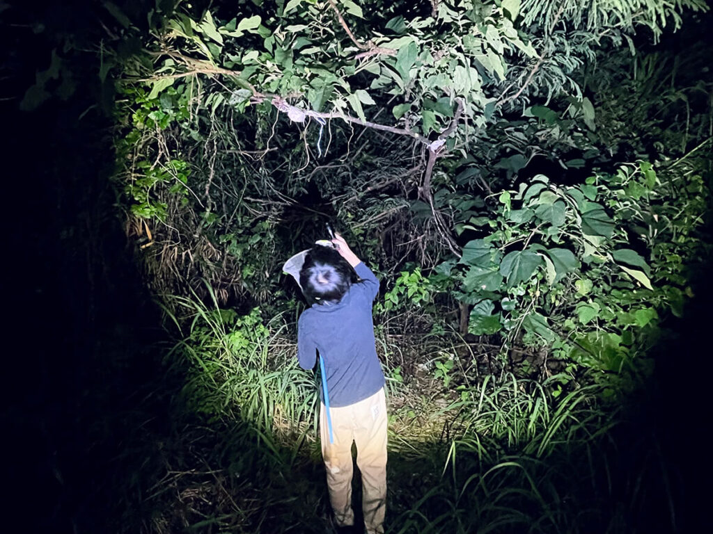 長男くんのクワガタ探し