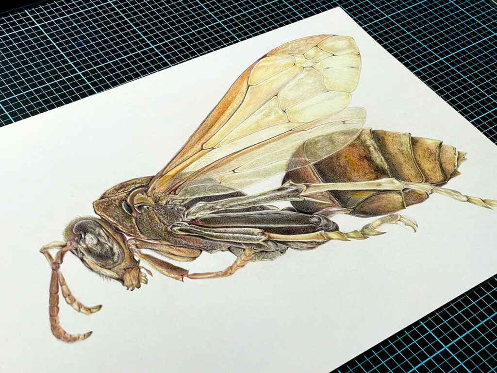 アシナガバチの絵