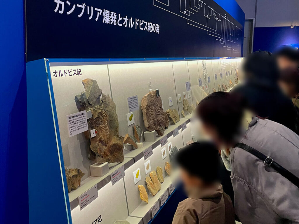 化石がいっぱい