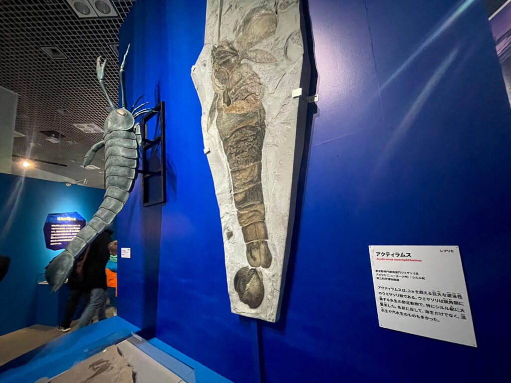 ウミサソリの化石