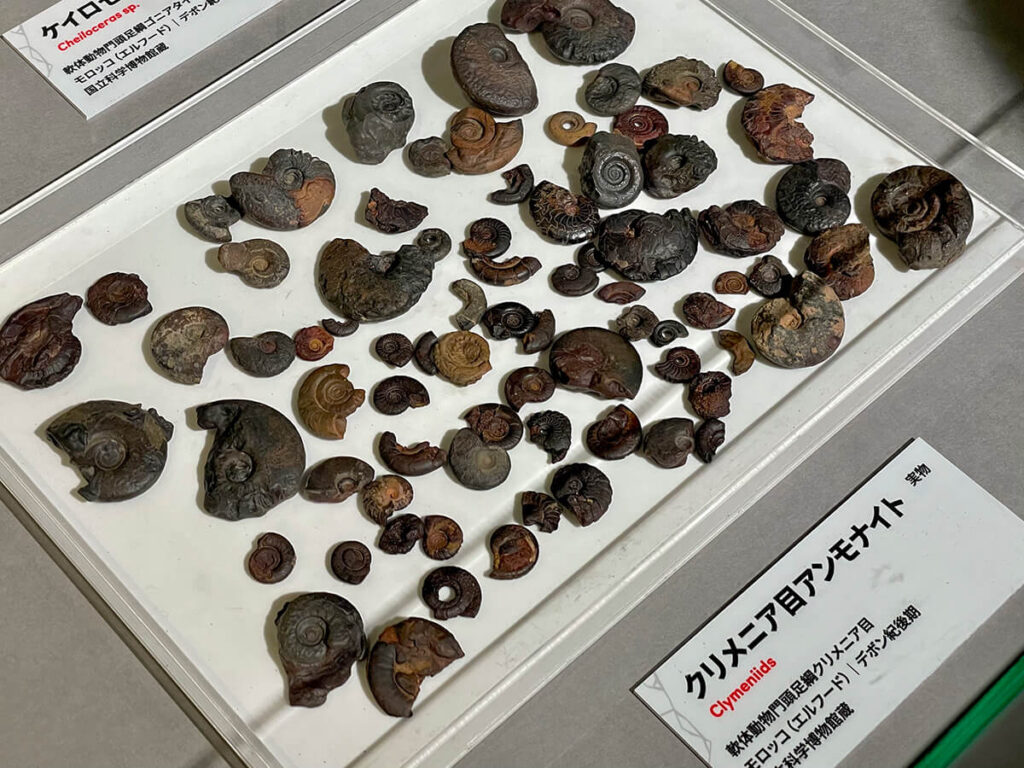 アンモナイトの化石