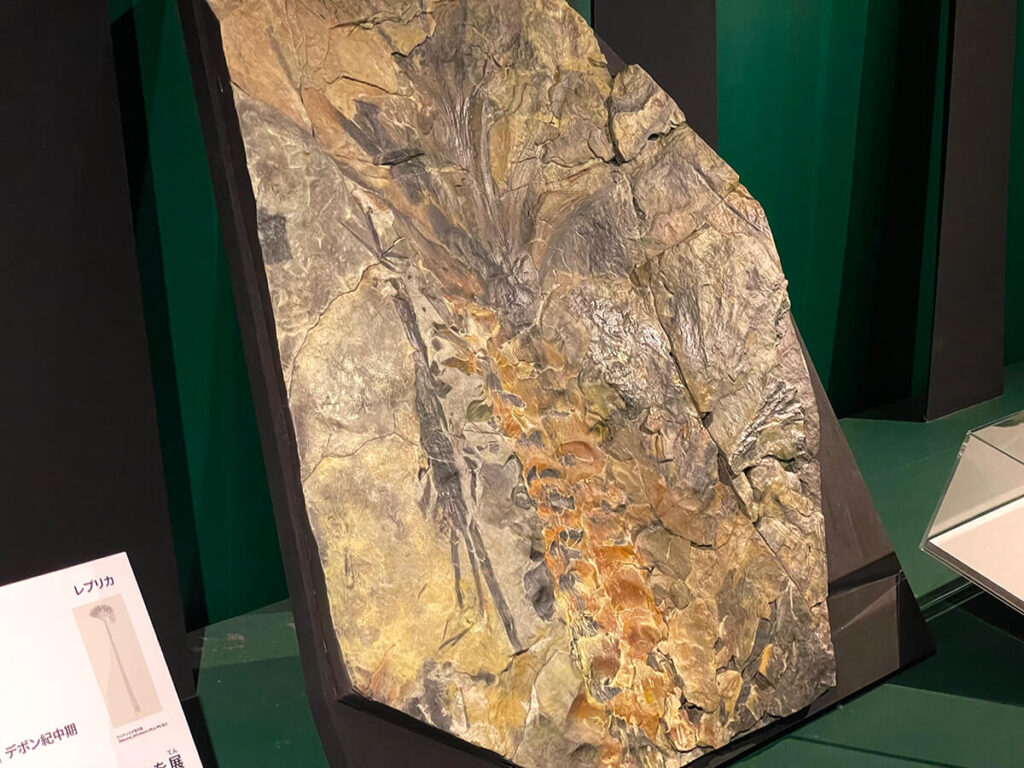 植物の化石