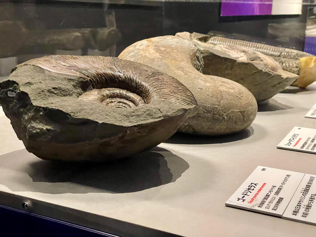 アンモナイトの化石