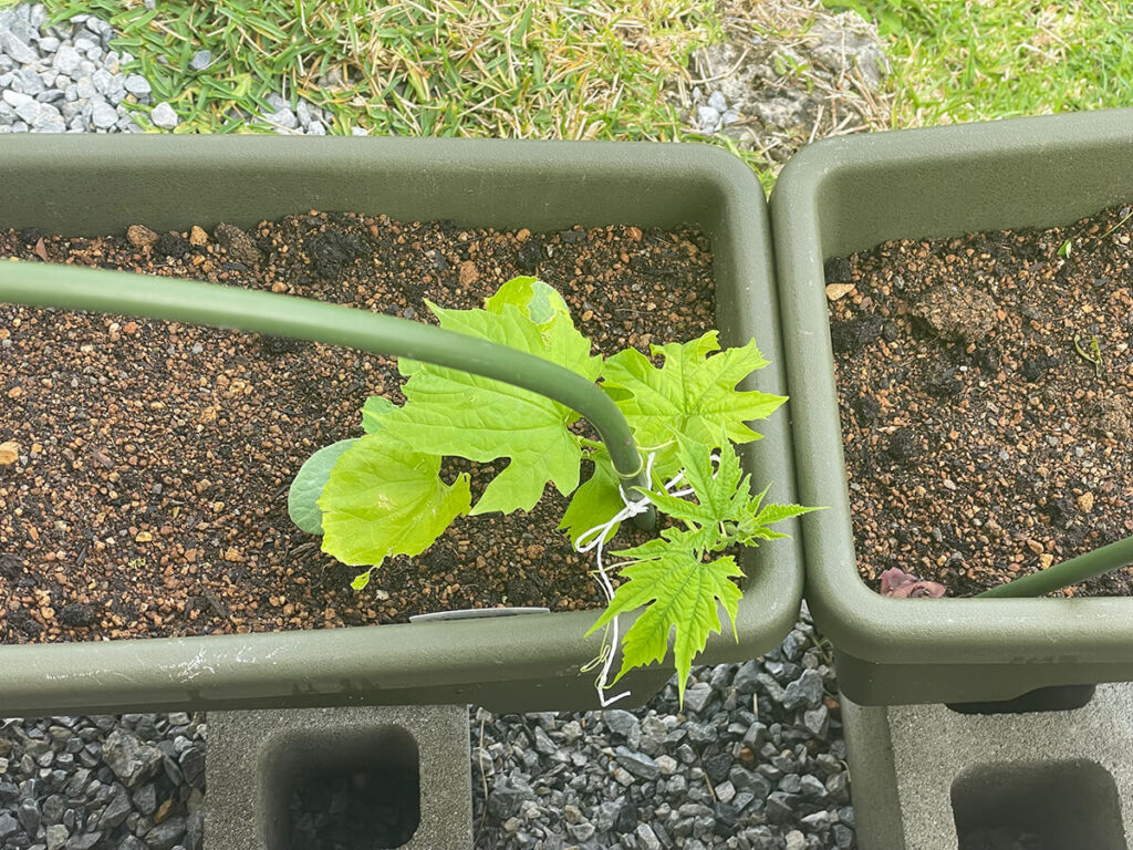 ゴーヤーにカボチャの葉っぱ