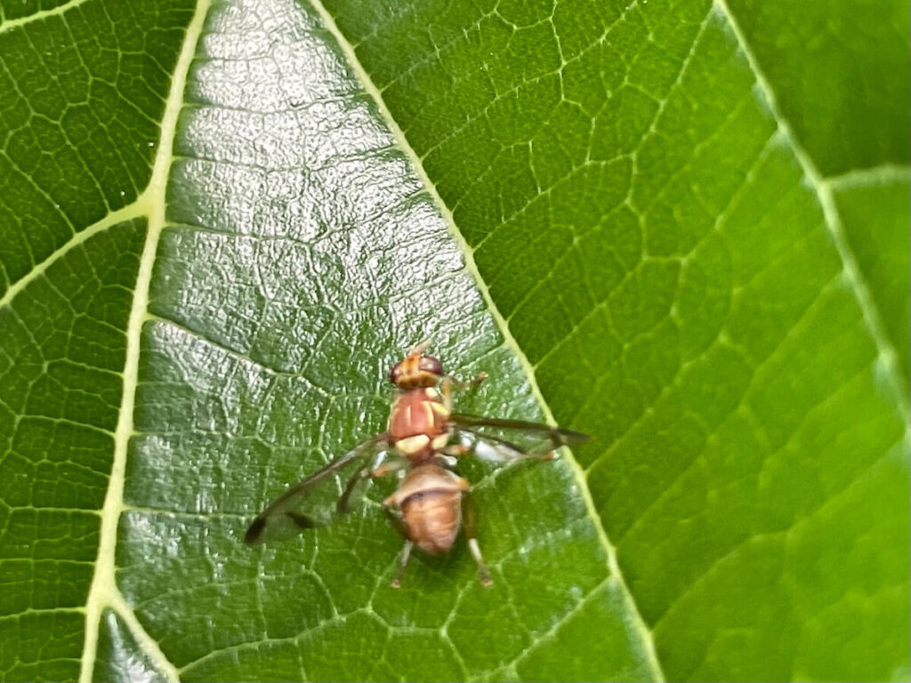 セグロウリミバエ