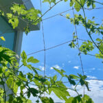 ゴーヤーカーテン