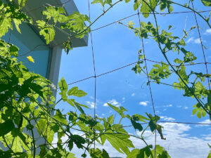 ゴーヤーカーテン